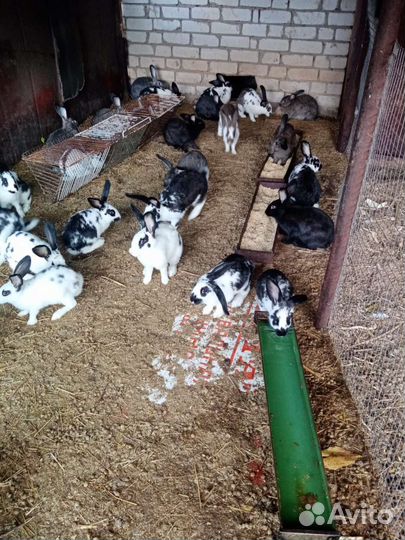 Кролики на развод