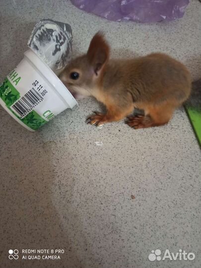 Белка домашняя (выкормыш)