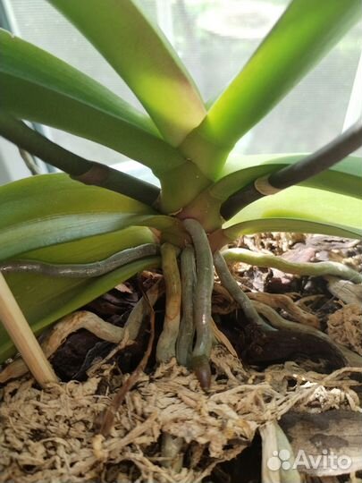 Орхидея фаленопсис