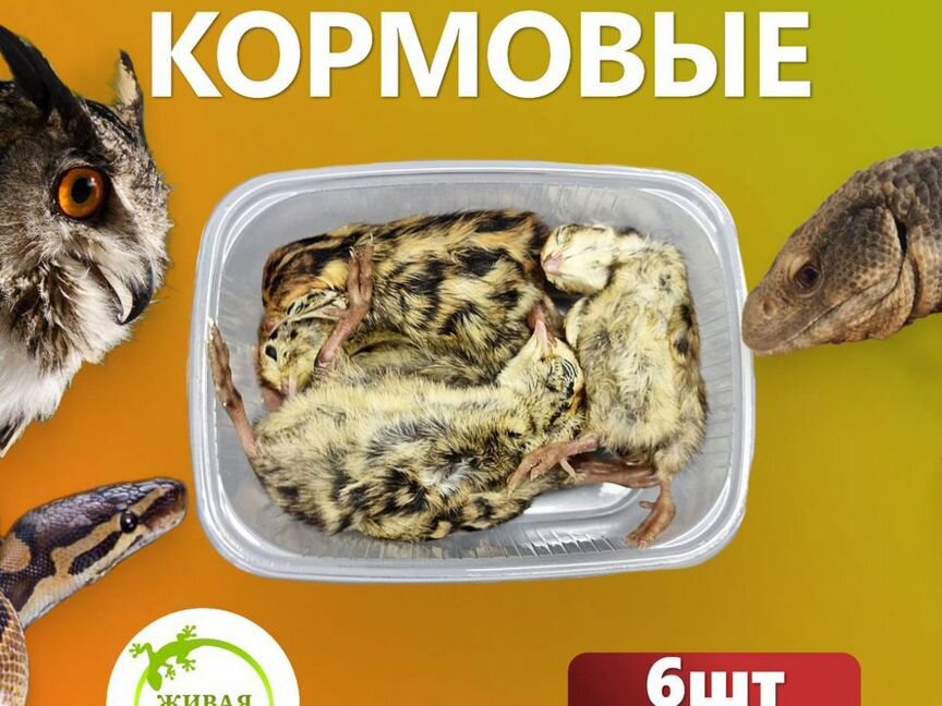 Кормовые перепела