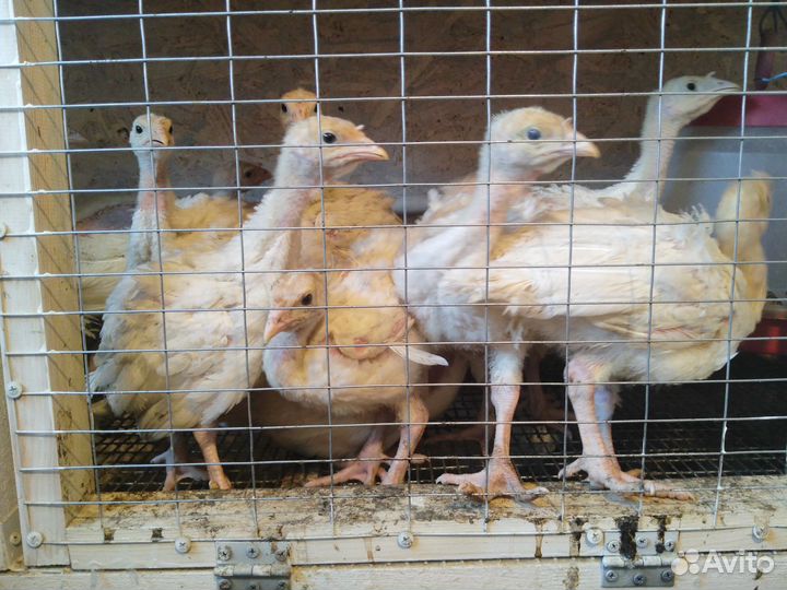 Цыплята индюшата Подрощенные хайбрид конвертер