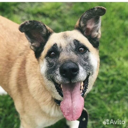 Собака в частный дом. Злата