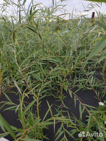 Саженцы ивы белой плакучей