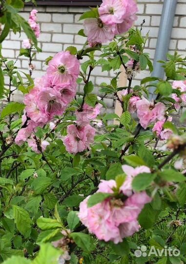 Декоративный миндаль (Луизиания),дейция,форзиция