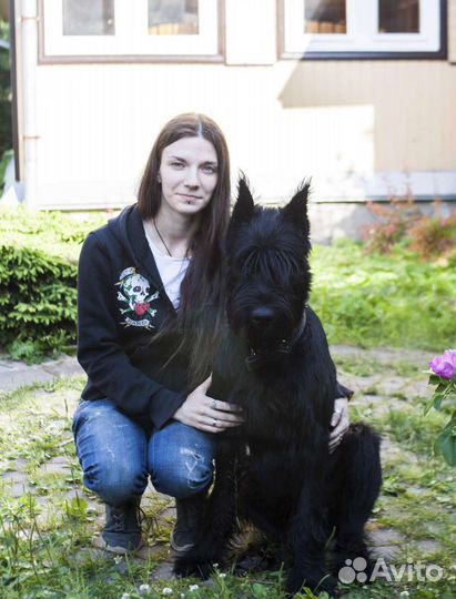 Дрессировка собак, воспитание щенка, кинолог