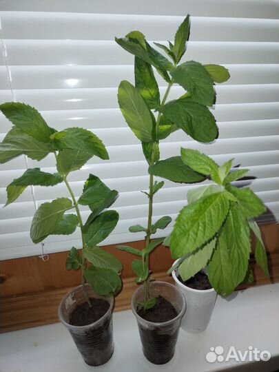 Саженцы мяты