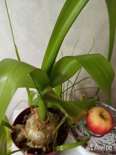 Комнатное растение индийский лук