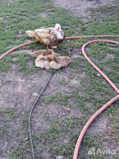 Утята мускусной утки