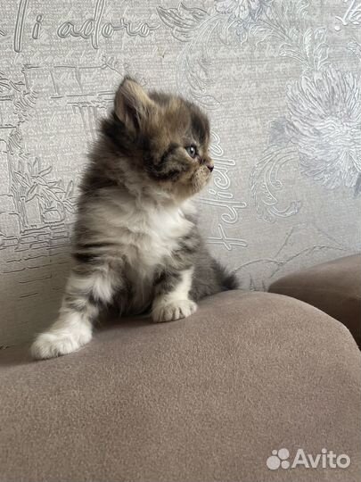 Шотландские вислоухие котята
