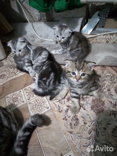 Продаются котята