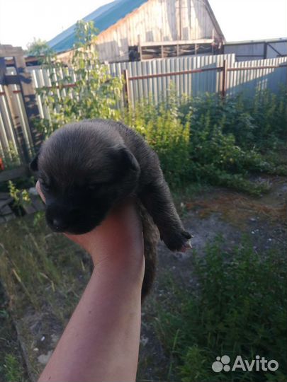 Щенки в Дом