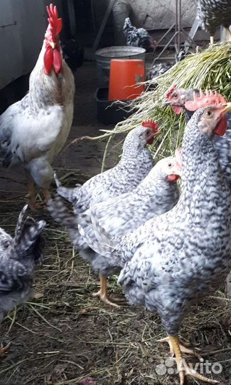 Петушки Барковские