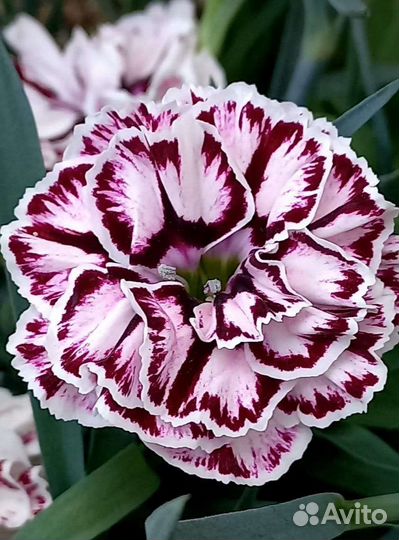 Гвоздика. Многолетник