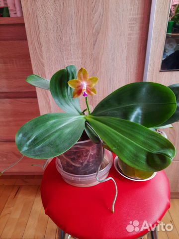 Орхидеи POM, Mituo
