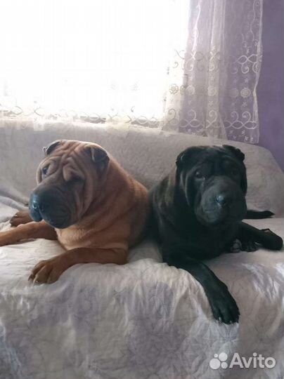 Шарпеи для вязки (мальчики)