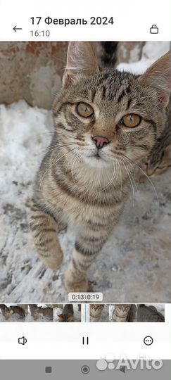 Котята в добрые руки