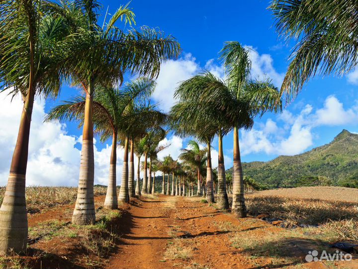 Турне на Mauritius от 7 ночей за двоих человек