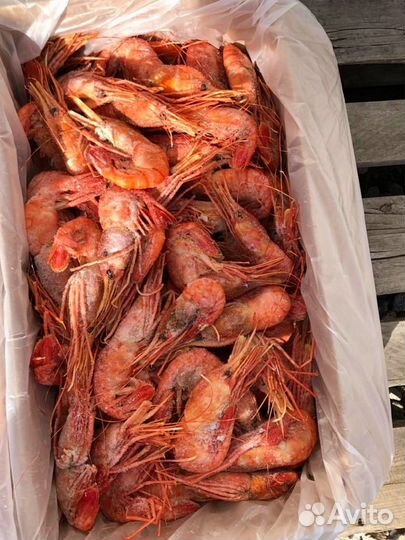 Креветка Ботан