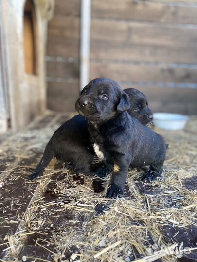 Щенки лабрадора черные