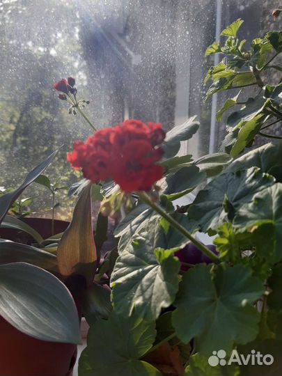 Пеларгония герань