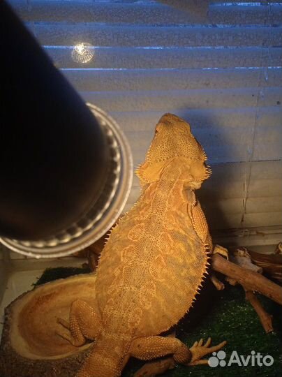 Герпетолог консультация/выезд на дом/передержка