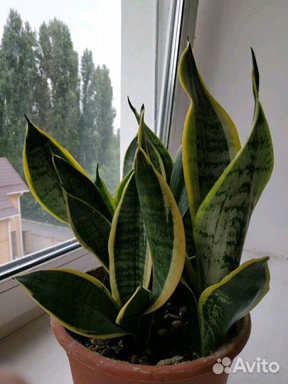 Сансевьерия