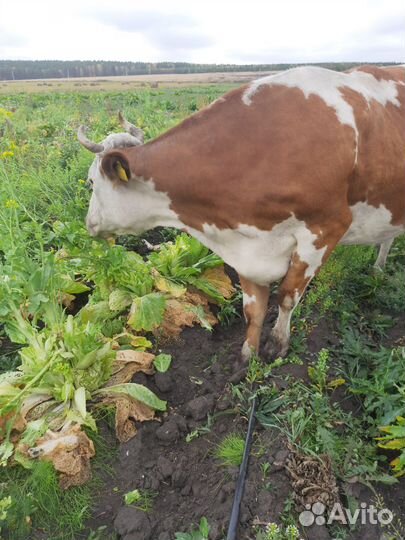 Корова стельная дойная