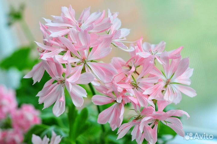 Пеларгония сортовая