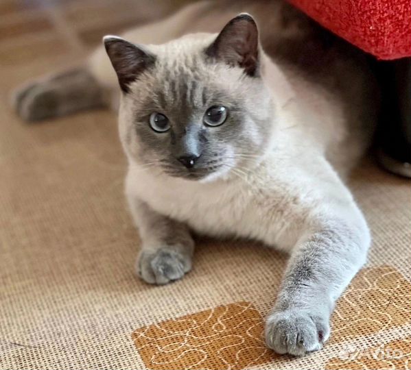 Тайский кот