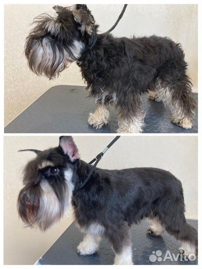 Груминг собак