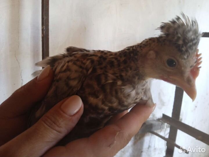 Цыплята разных пород, перепела