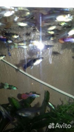 Рыбки гуппи