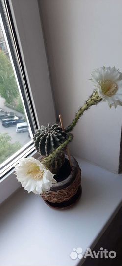 Кактус Эхинопсис