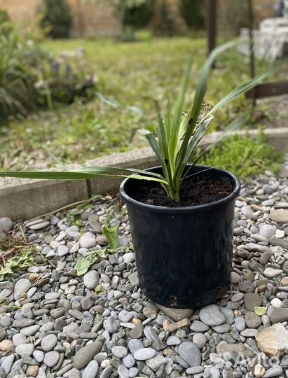 Юкка садовая