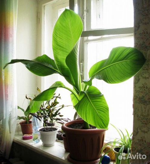 Банан Пигмей семена