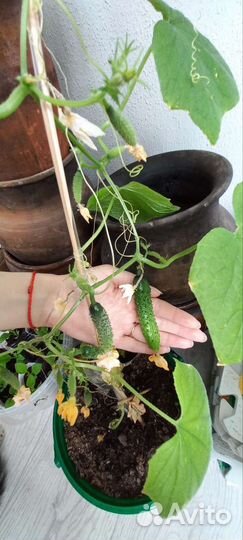 Рассада комнатных огурцов и томатов