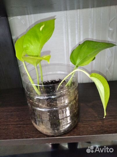 Сциндапсус лайм, неон