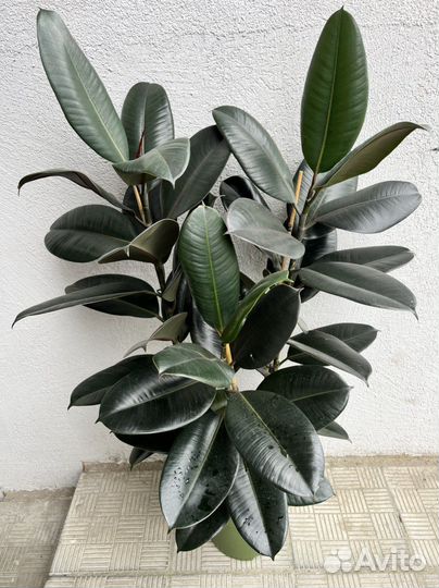 Фикус эластика Абиджан