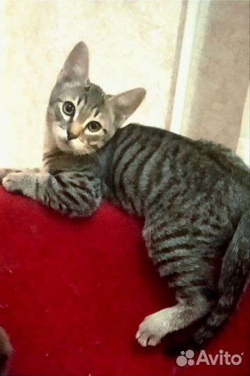 Серый тигрик,полосатик.Котя 4 мес. На счастье