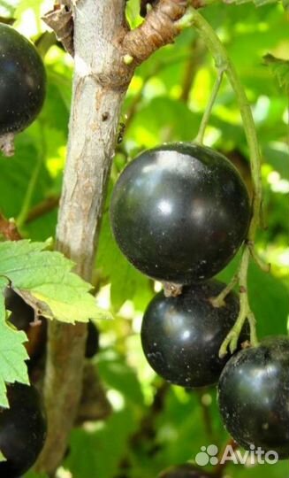 Саженцы ирги и др