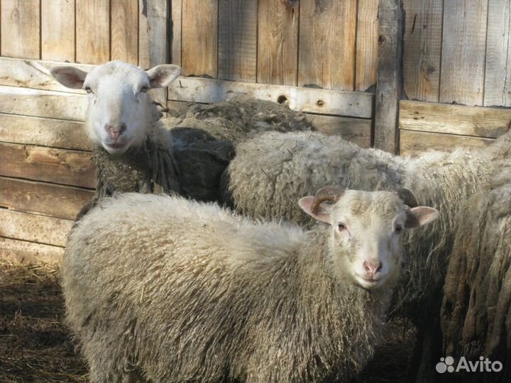 Баранина из Кунгурского района