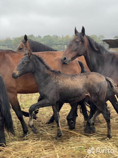 Кобылки карачаевской породы