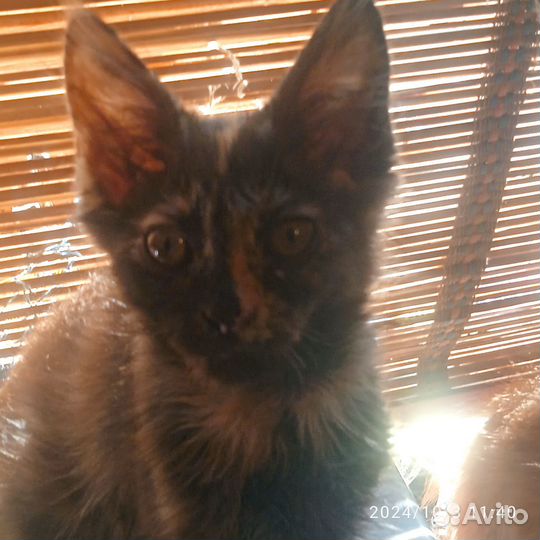 Кунята- Мейкунята