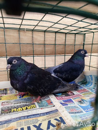 Ижевские, чистопольские,Свердловский,бакинцы