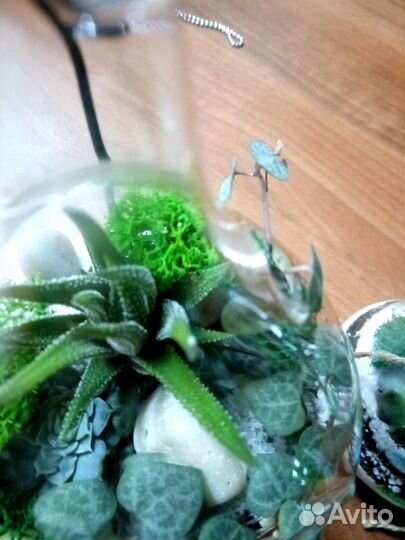 Флорариум сфера