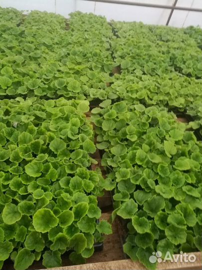 Цинерария. Сеянцы на доращивание к 8 марта