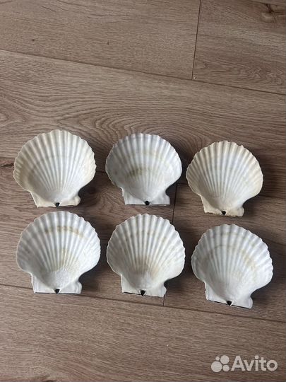 Ракушки морского гребешка