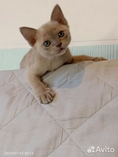 Котята европейской бурмы