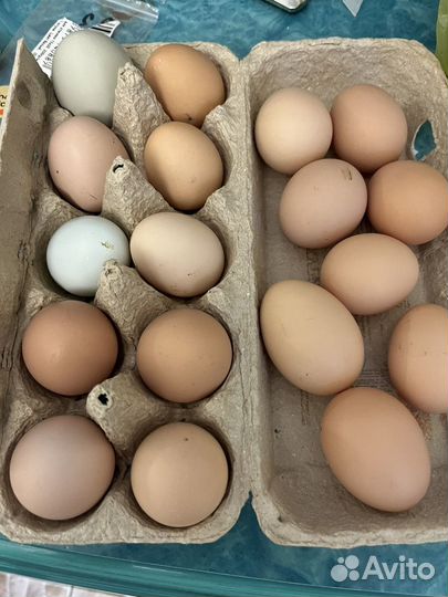 Яйца куриные домашние