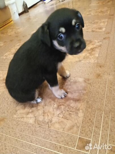 Щенки от небольшой собаки